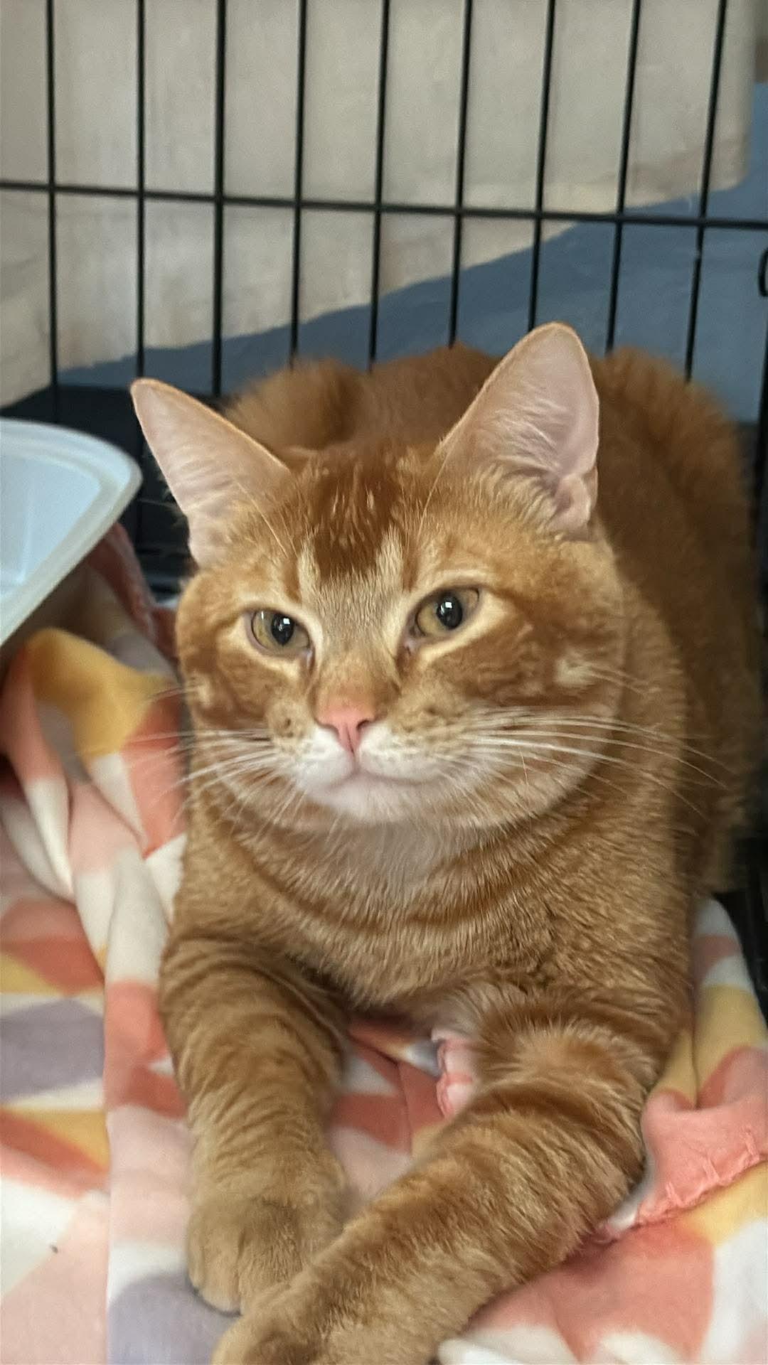 Enlarge Stitch , a ADOPTABLE Tabby in GALESVILLE, WI image 2/6