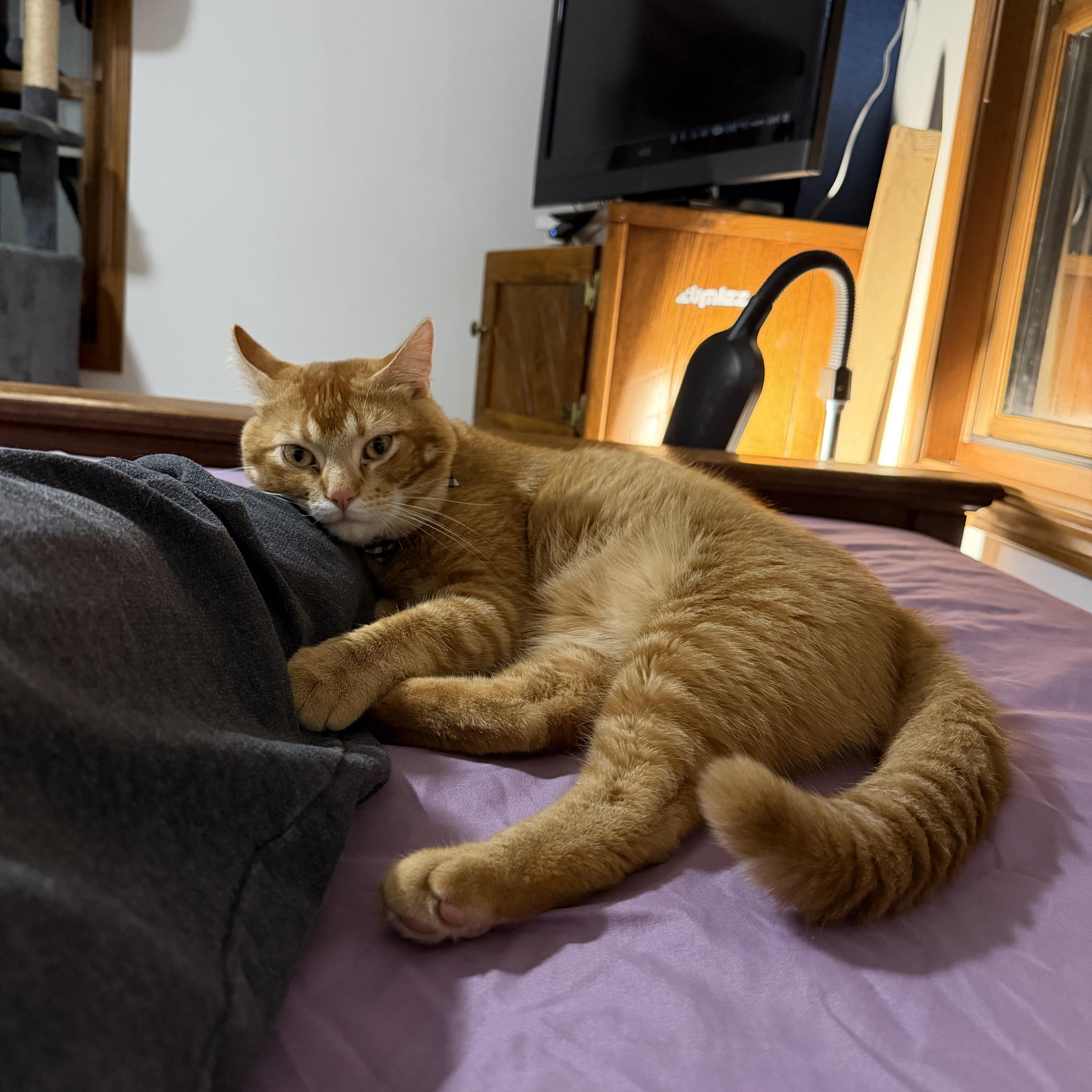 Enlarge Stitch , a ADOPTABLE Tabby in GALESVILLE, WI image 4/6