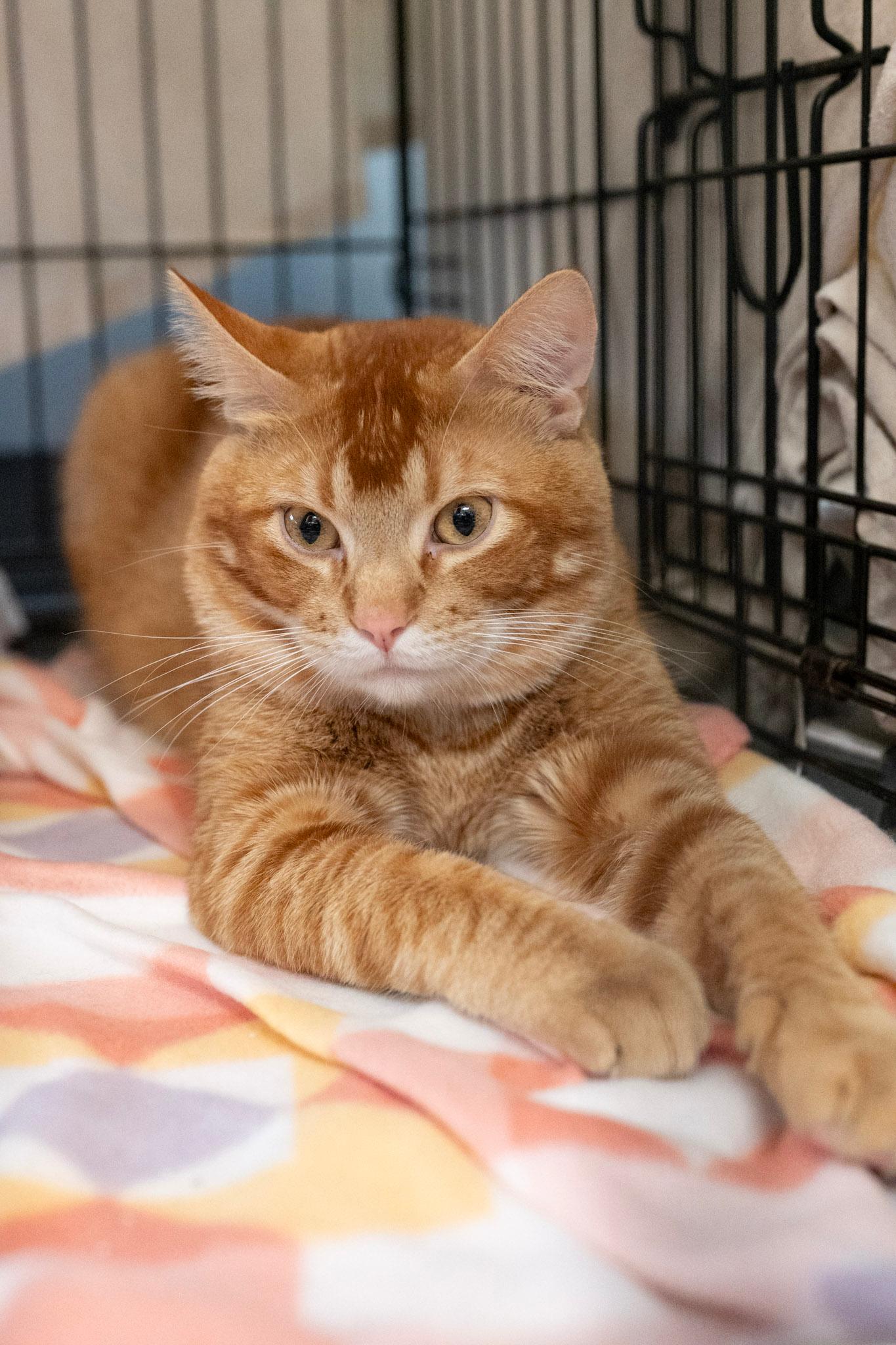 Enlarge Stitch , a ADOPTABLE Tabby in GALESVILLE, WI image 6/6