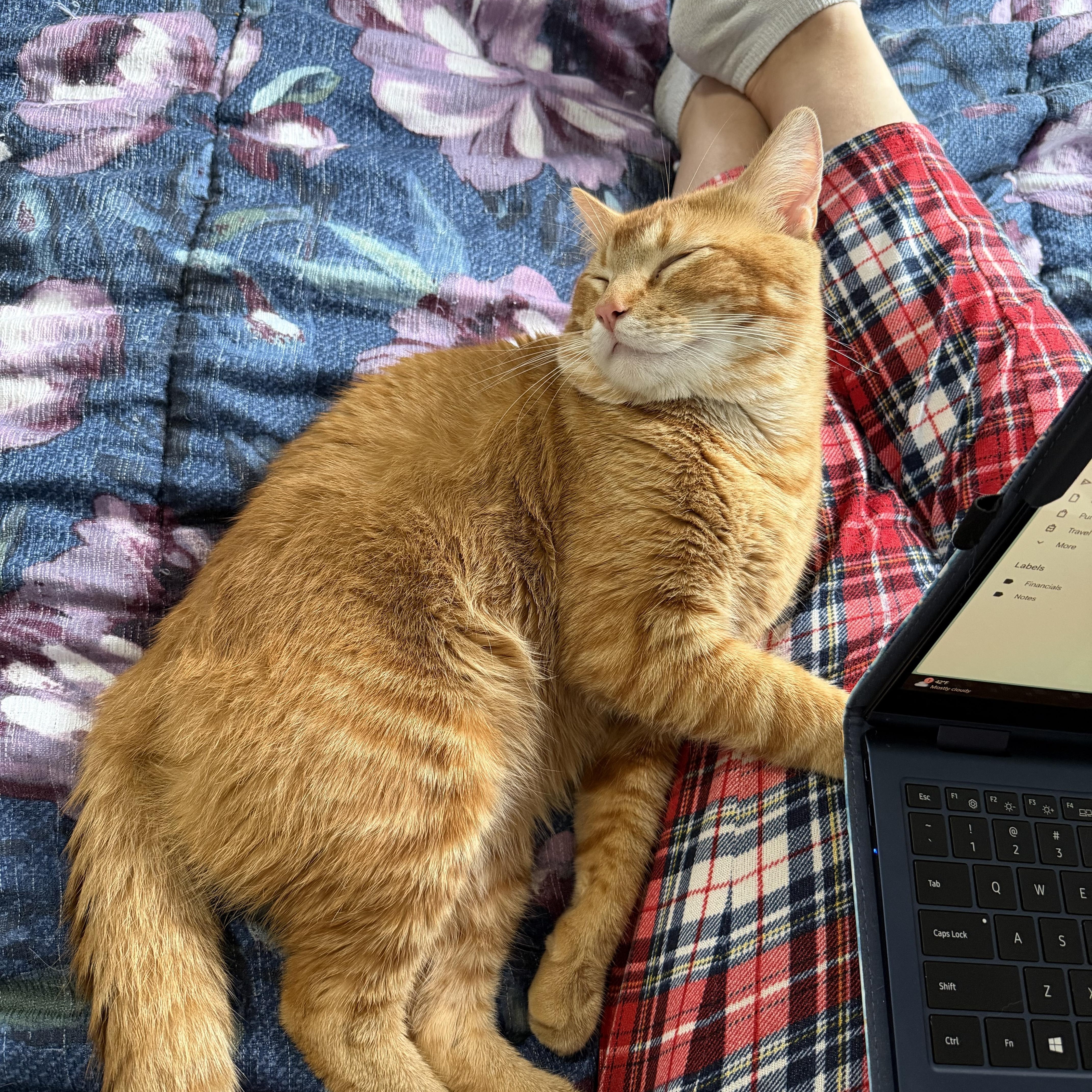 Enlarge Stitch , a ADOPTABLE Tabby in GALESVILLE, WI image 3/6