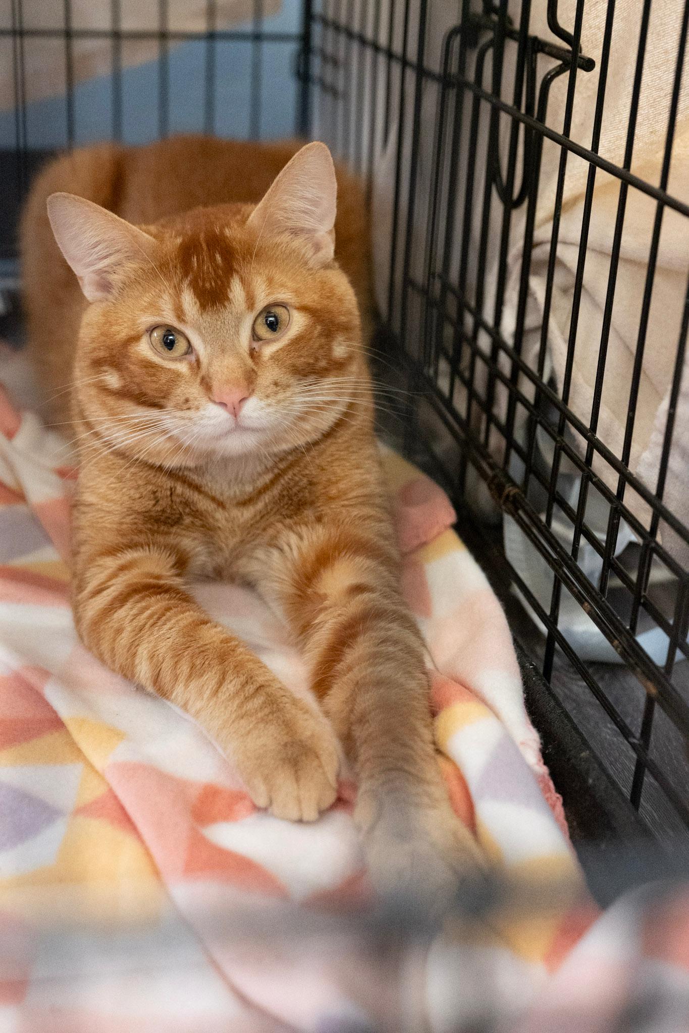 Stitch , ADOPTABLE, Young Male Tabby.