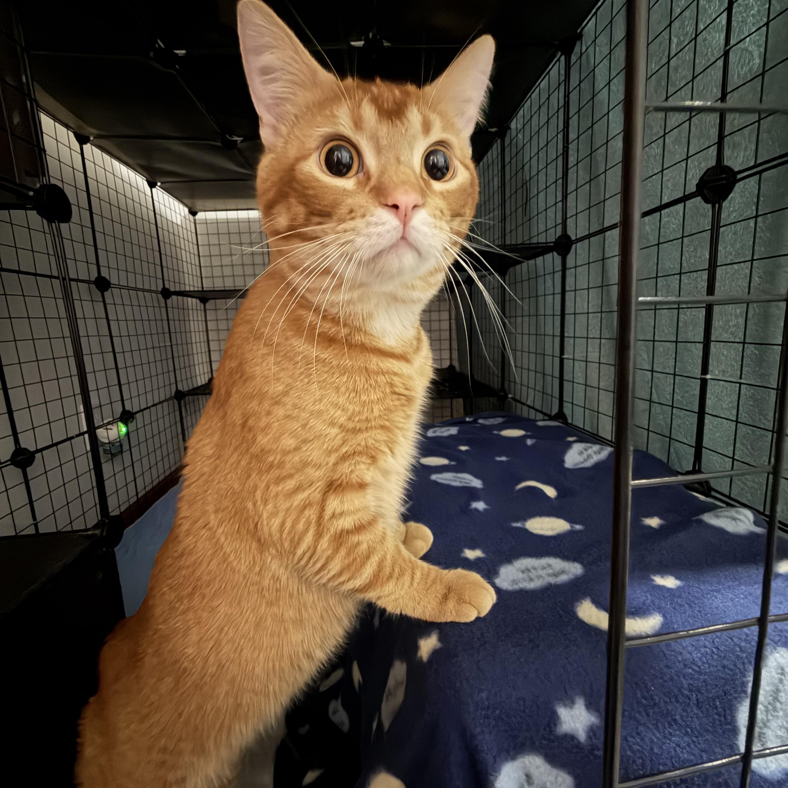 Enlarge Stitch , a ADOPTABLE Tabby in GALESVILLE, WI image 5/6