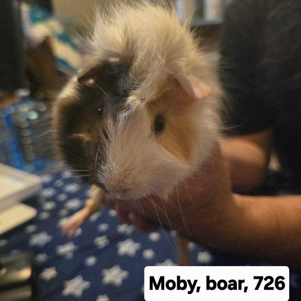 Moby, a Adoptable Abyssinian in Phoenix, AZ image 2/2
