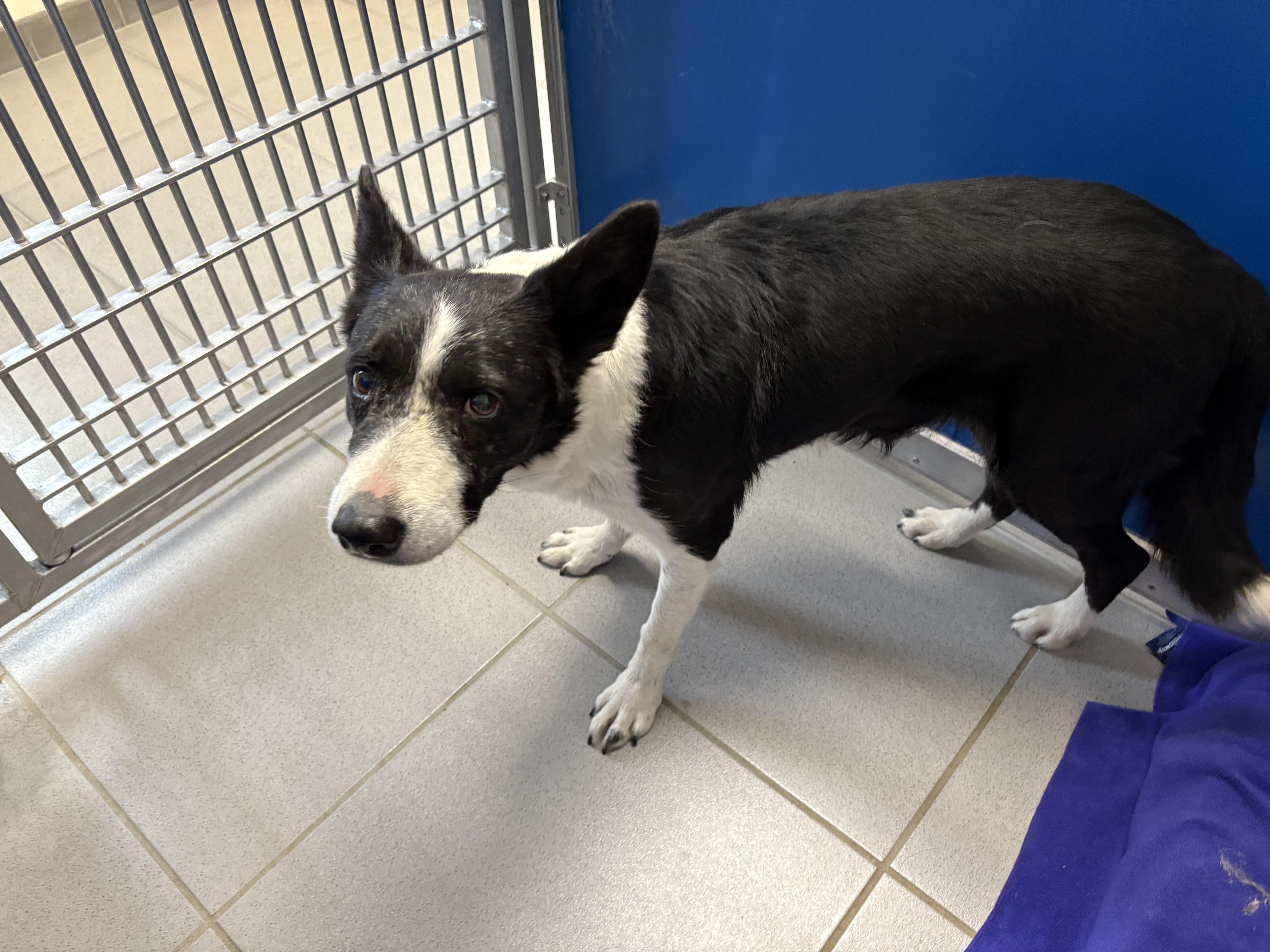 Enlarge Stray Border Collie, a ADOPTABLE mixed breed in Hays, KS image 3/4