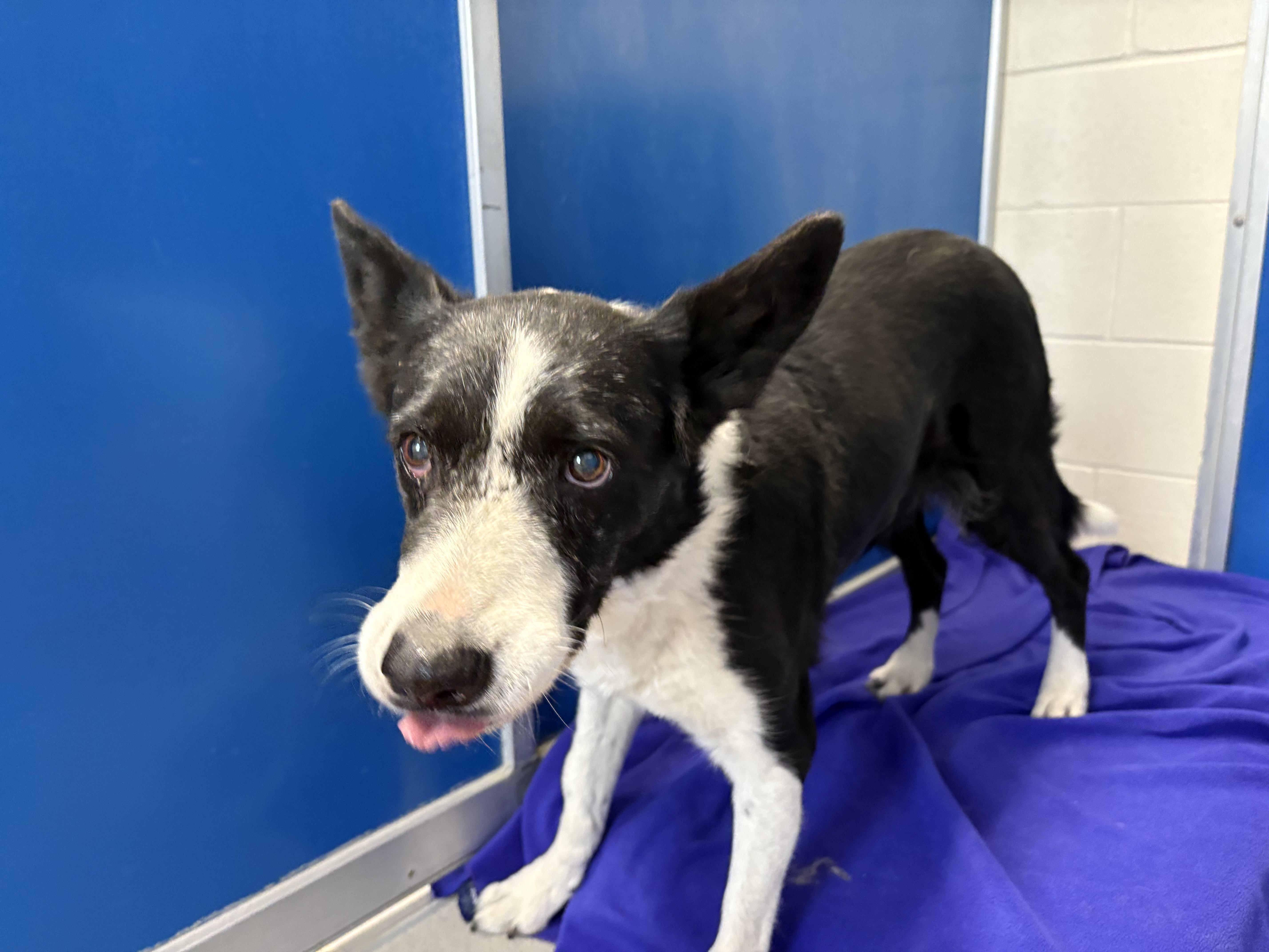 Enlarge Stray Border Collie, a ADOPTABLE mixed breed in Hays, KS image 2/4
