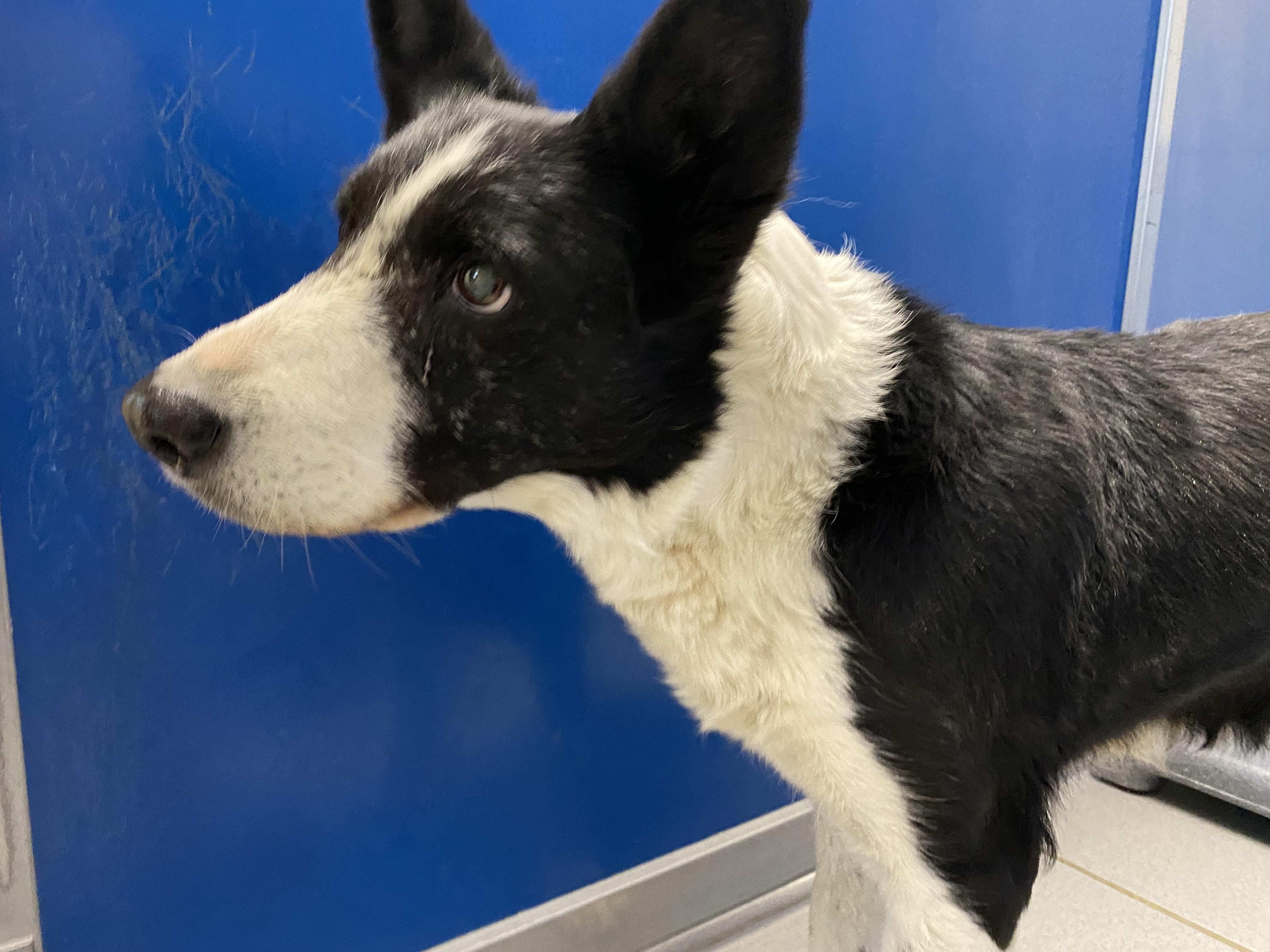 Enlarge Stray Border Collie, a ADOPTABLE mixed breed in Hays, KS image 1/4
