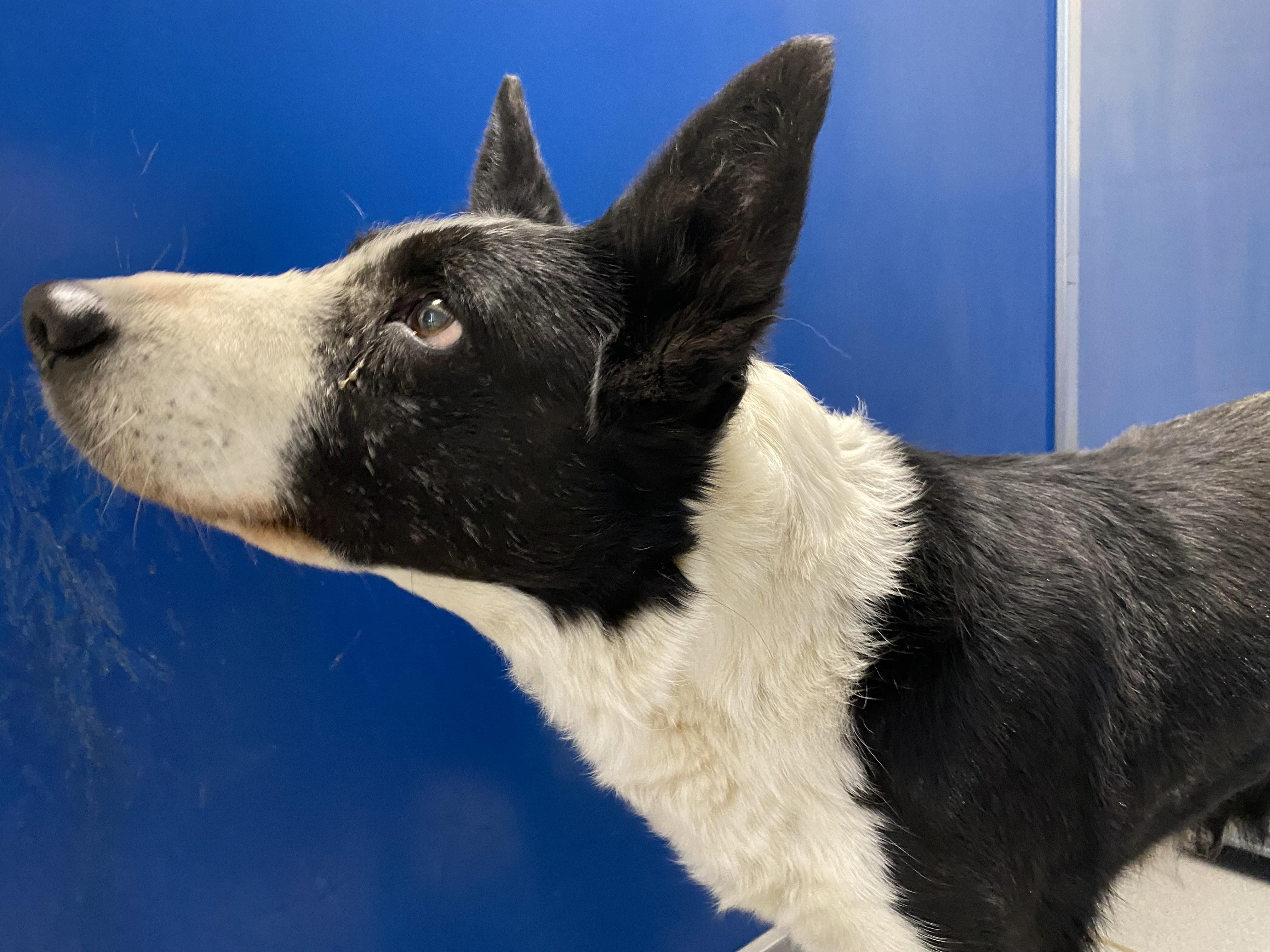 Enlarge Stray Border Collie, a ADOPTABLE mixed breed in Hays, KS image 4/4