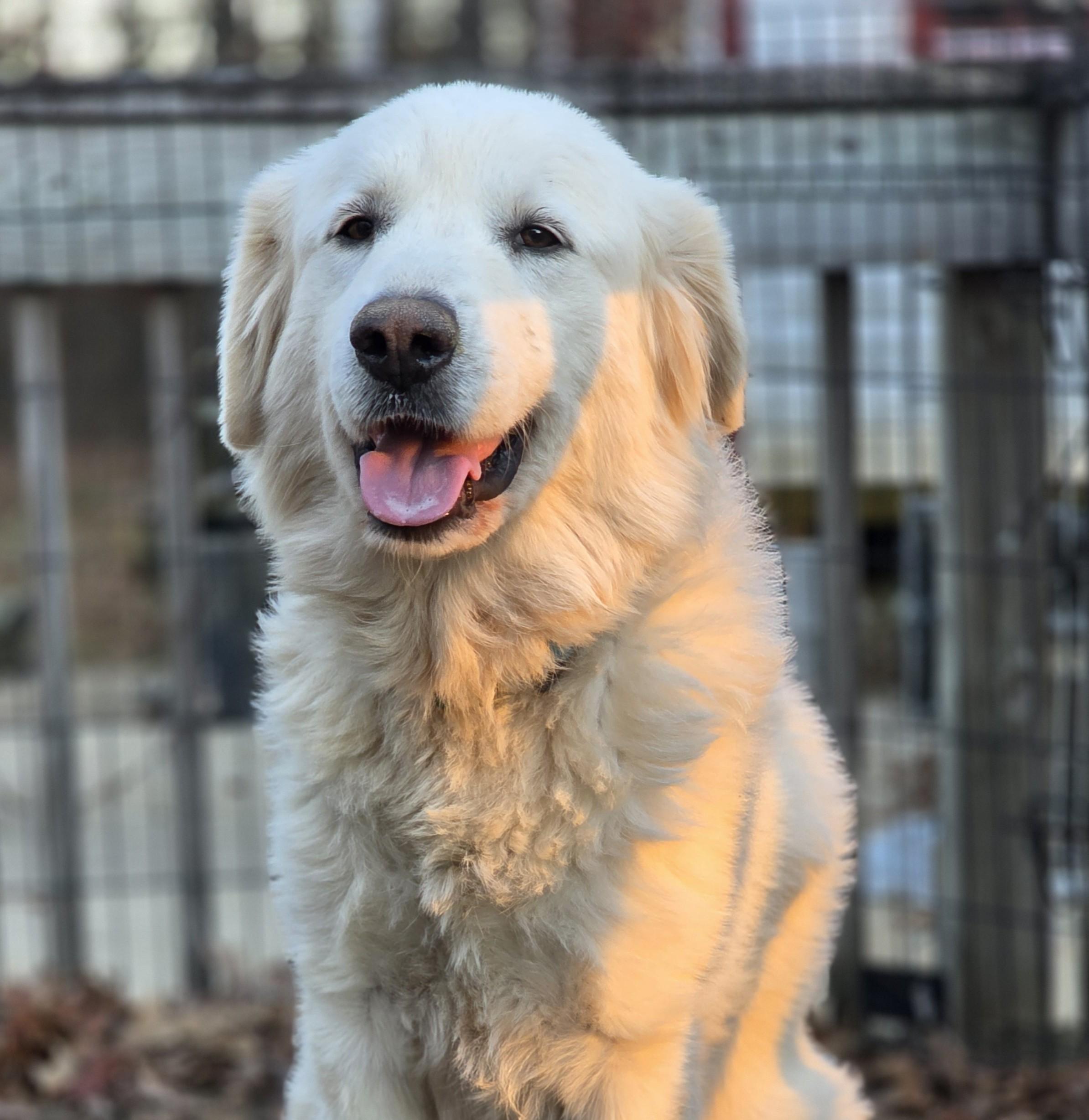 Lumi, ADOPTABLE, Adult Female Great Pyrenees.