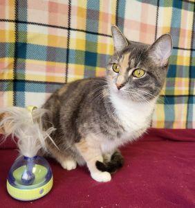 Enlarge Johnny, a Adoptable Dilute Calico in Bucyrus, OH image 3/3
