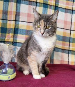 Enlarge Johnny, a Adoptable Dilute Calico in Bucyrus, OH image 2/3