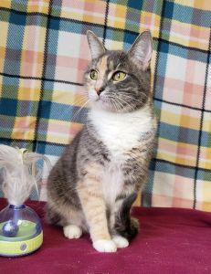 Johnny, Adoptable, Adult Female Dilute Calico.