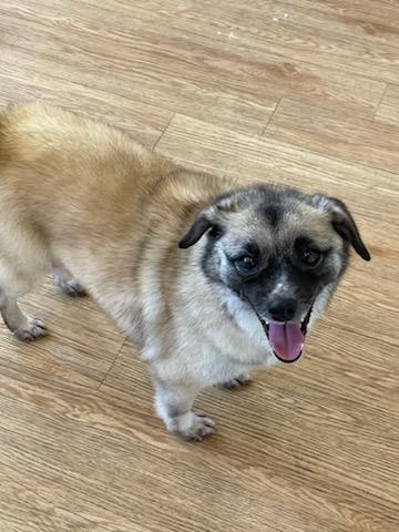 Hera, Adoptable, Adult Female Mixed Breed.