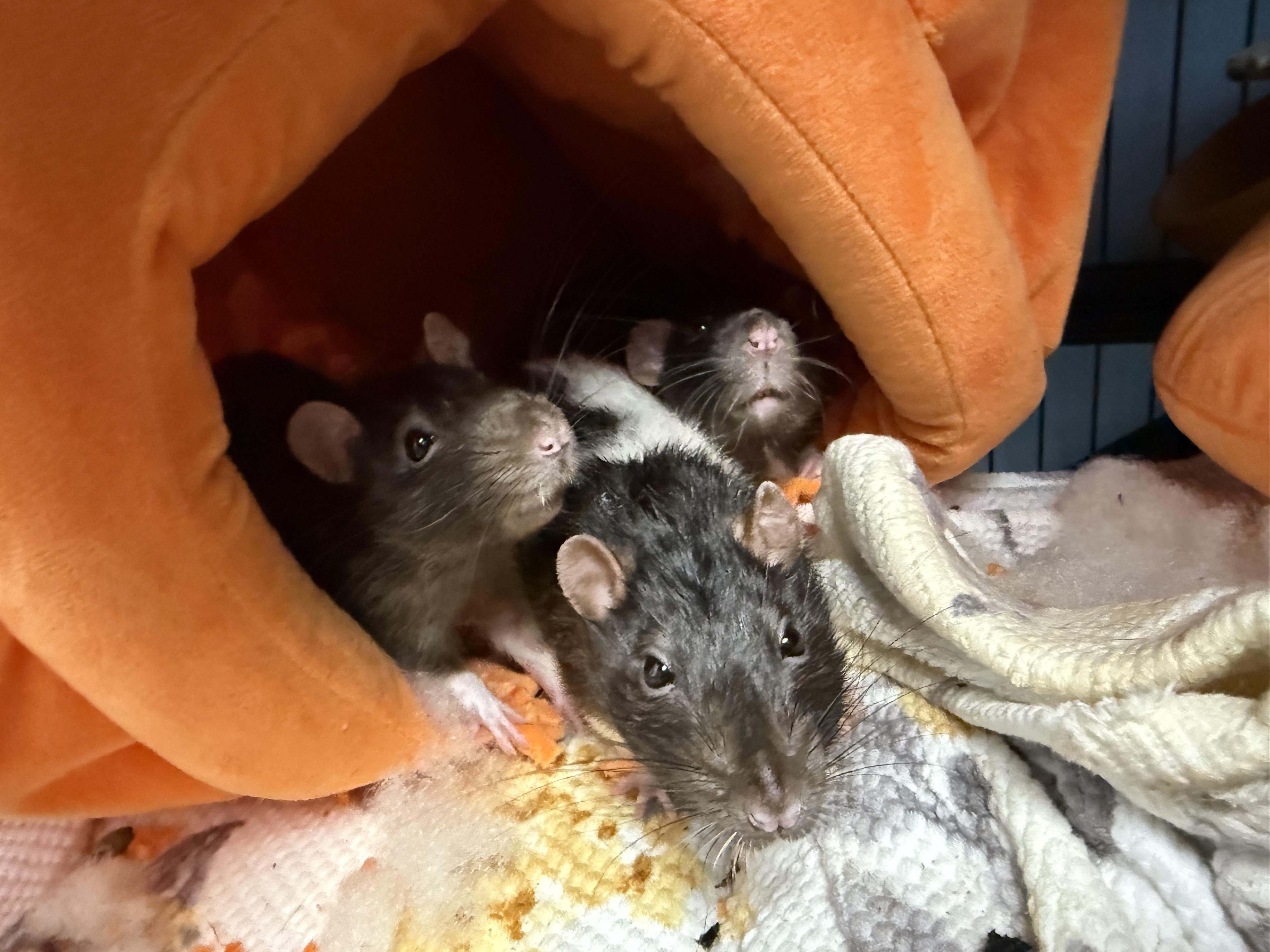 Enlarge Emile & Remy (bonded duo), a ADOPTABLE Rat in Medford, NY image 1/1