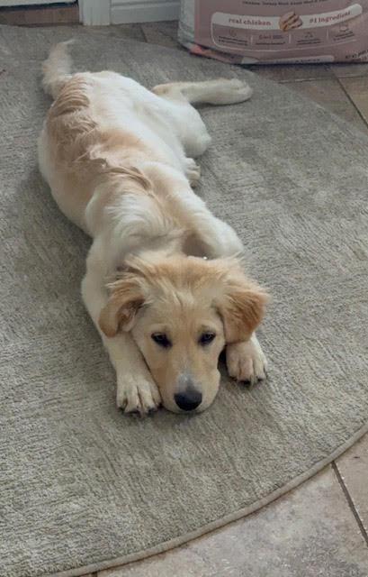Lola, Adoptable, Puppy Female Great Pyrenees & Australian Cattle Dog / Blue Heeler.