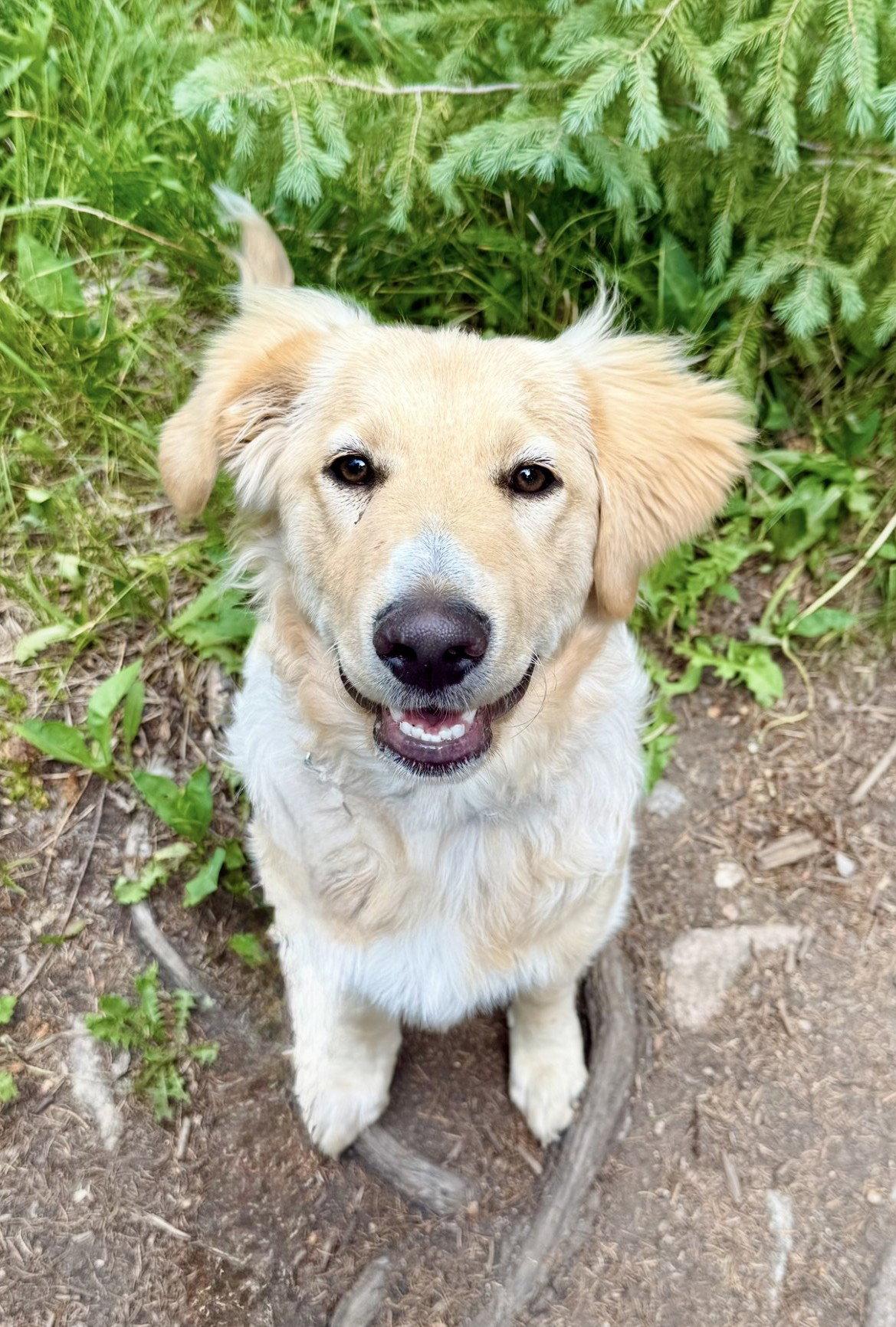 Enlarge Lola, a Adoptable mixed breed in Winter Park, CO image 2/2