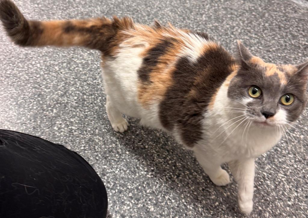Kitty, Adoptable, Adult Female Domestic Medium Hair.