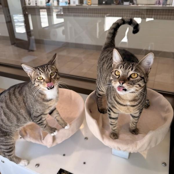 Etta & Butch, a ADOPTABLE Domestic Short Hair in Truckee, CA image 5/6