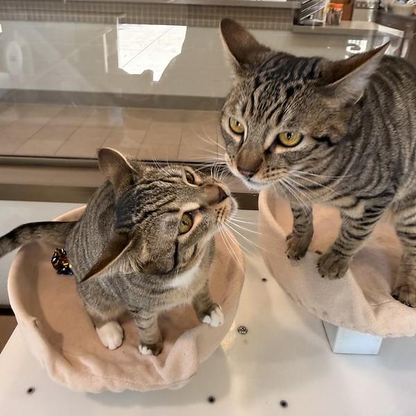 Etta & Butch, a ADOPTABLE Domestic Short Hair in Truckee, CA image 6/6