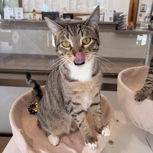 Etta & Butch, a ADOPTABLE Domestic Short Hair in Truckee, CA image 2/6