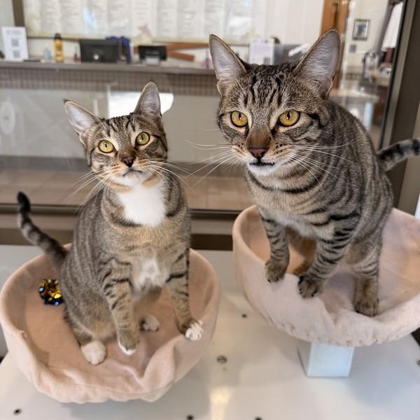 Etta & Butch, a ADOPTABLE Domestic Short Hair in Truckee, CA image 4/6