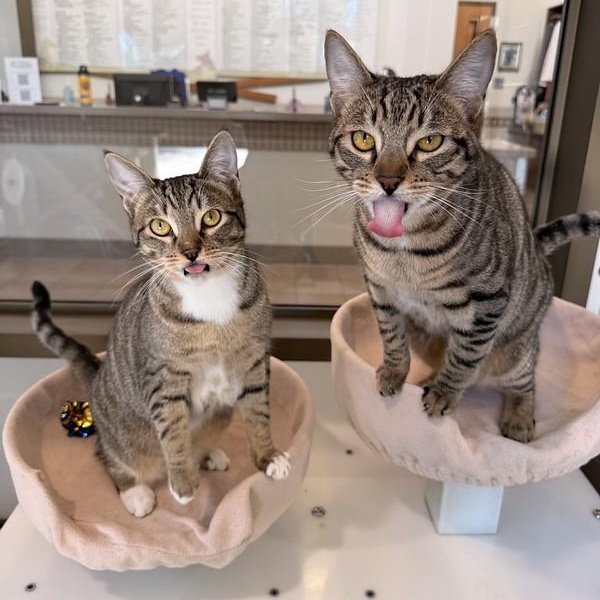 Etta & Butch, a ADOPTABLE Domestic Short Hair in Truckee, CA image 3/6