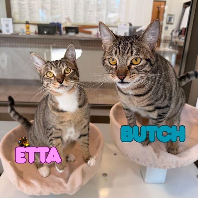 Etta & Butch, a ADOPTABLE Domestic Short Hair in Truckee, CA image 1/6