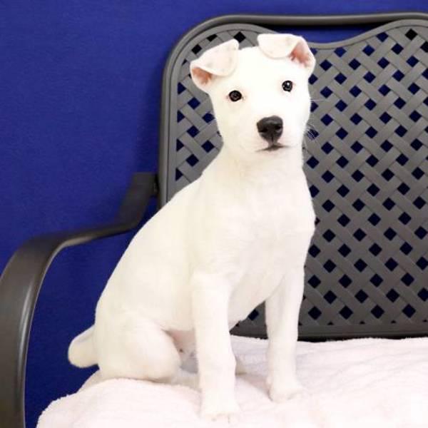 Lucy, Adoptable, Puppy Female Labrador Retriever.