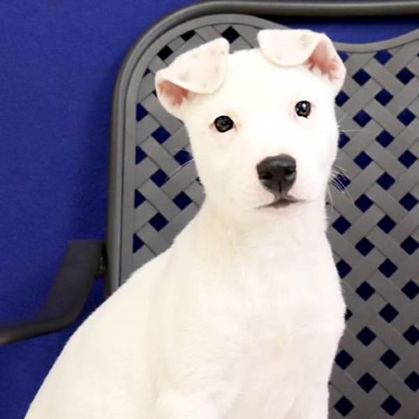 Lucy, a Adoptable mixed breed in Midland, TX image 2/2