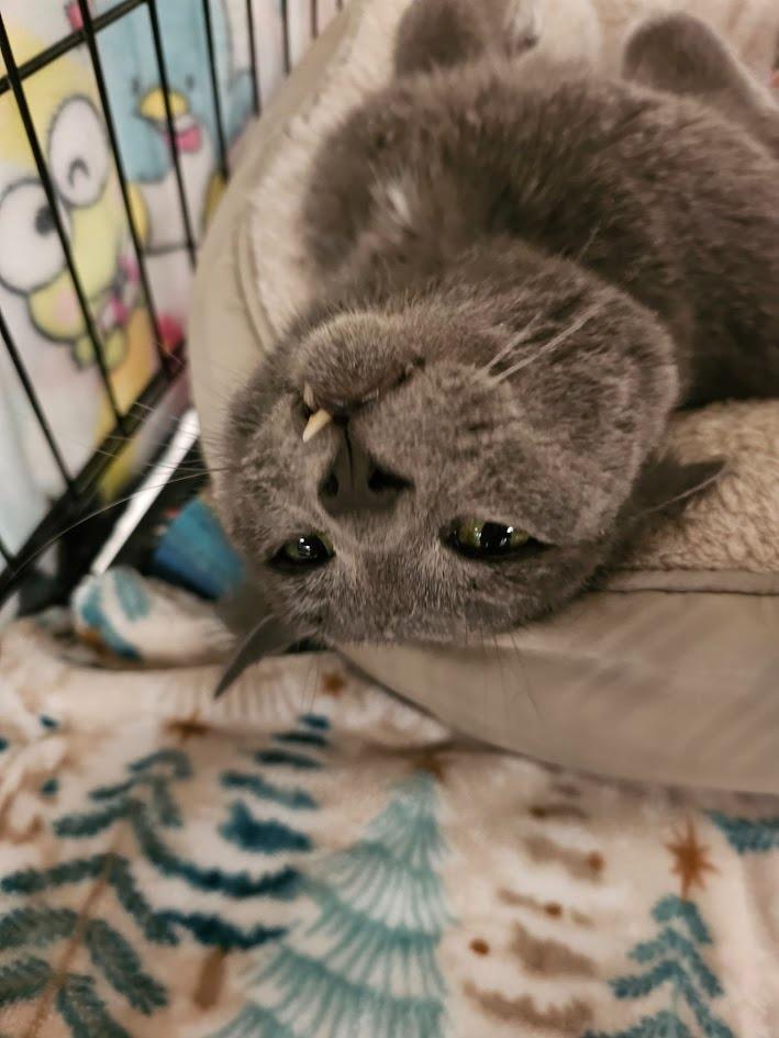 Enlarge Smokey, a Adoptable mixed breed in St. Cloud, MN image 1/3