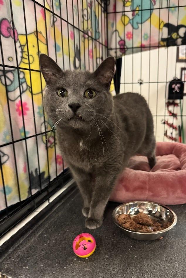 Enlarge Smokey, a Adoptable mixed breed in St. Cloud, MN image 2/3