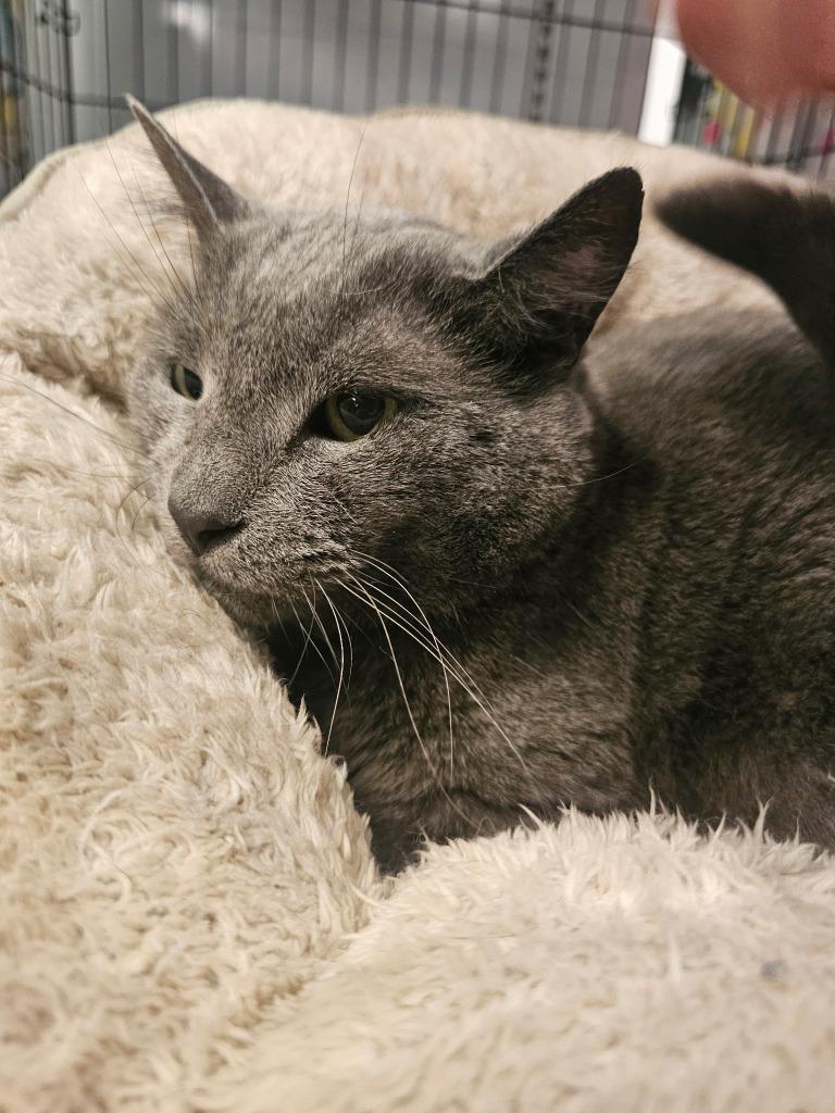 Enlarge Smokey, a Adoptable mixed breed in St. Cloud, MN image 3/3