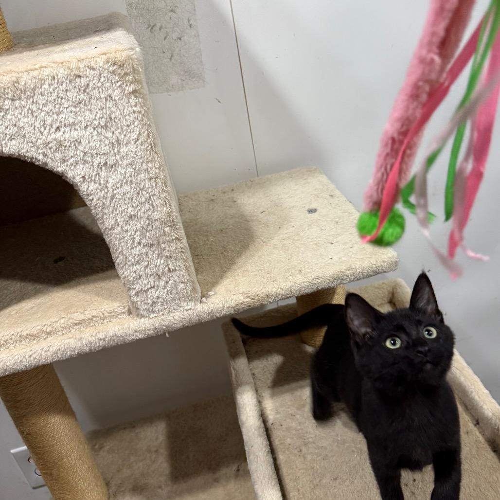 Ember, a Adoptable Domestic Short Hair in Ferndale, WA image 1/4