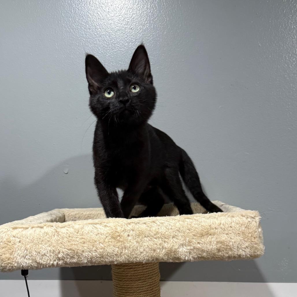 Ember, a Adoptable Domestic Short Hair in Ferndale, WA image 2/4