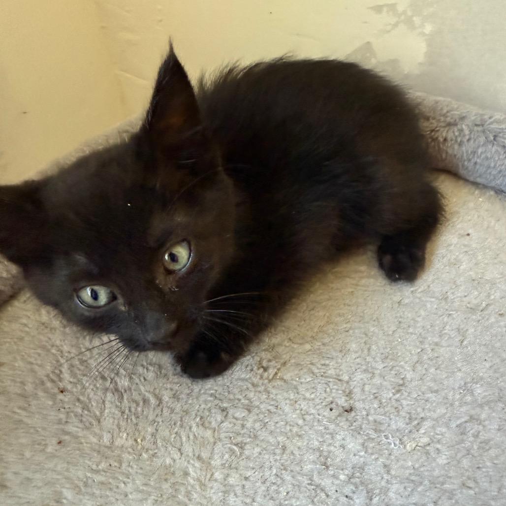 Ember, a Adoptable Domestic Short Hair in Ferndale, WA image 4/4