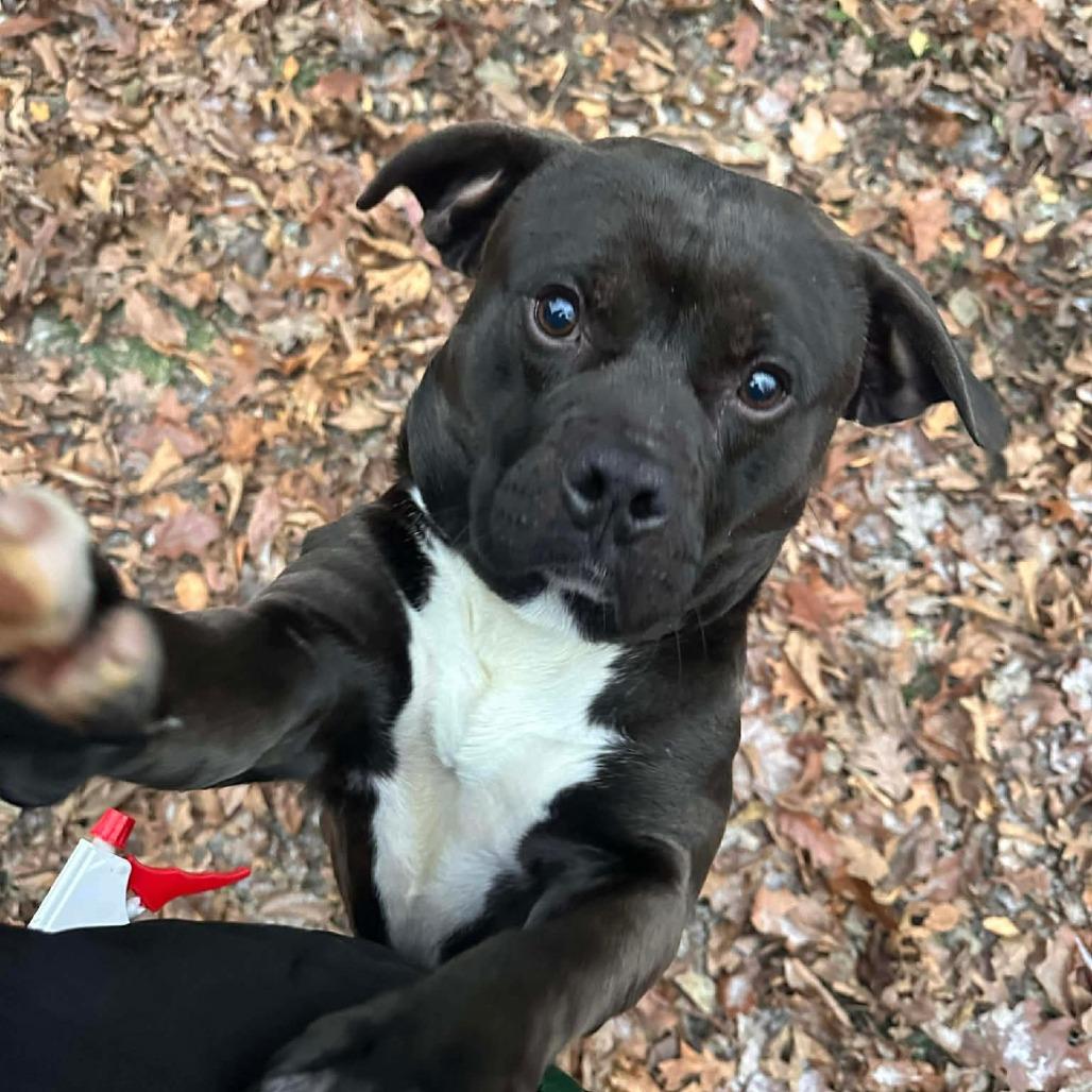 Jimmy, Adoptable, Adult Male Mixed Breed.