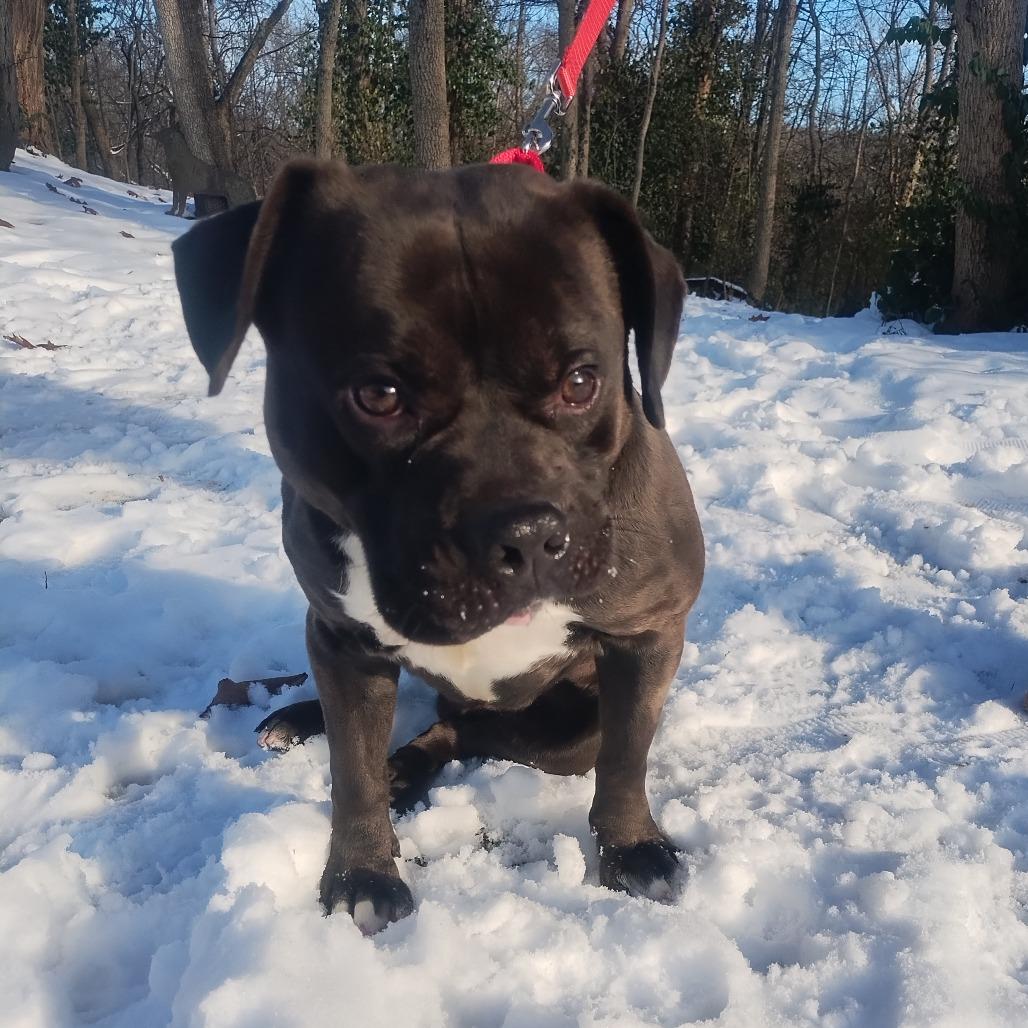 Enlarge Jimmy, a Adoptable Mixed Breed in Edwardsville, IL image 2/5