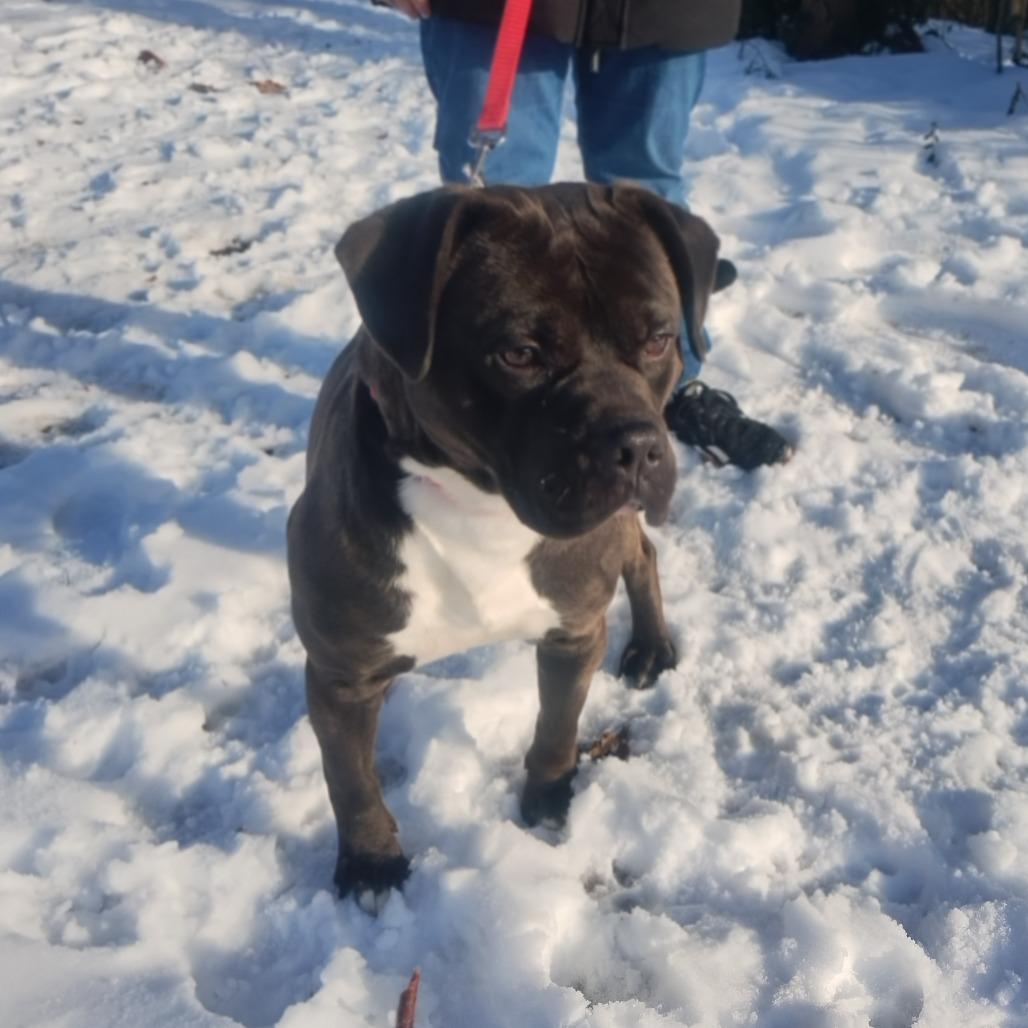 Enlarge Jimmy, a Adoptable Mixed Breed in Edwardsville, IL image 3/5