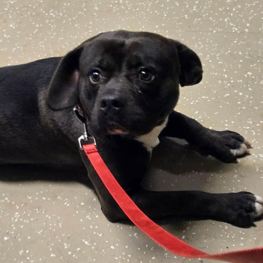 Enlarge Jimmy, a Adoptable Mixed Breed in Edwardsville, IL image 4/5