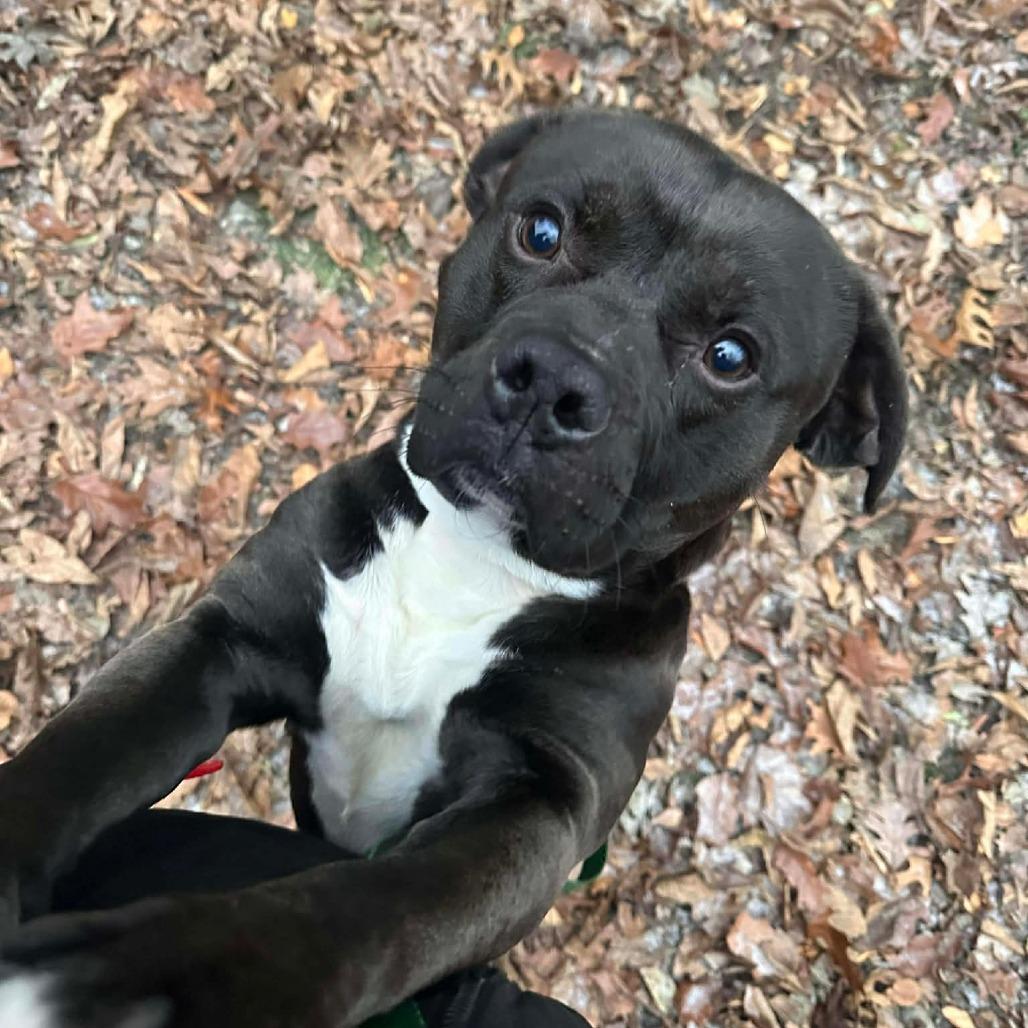 Enlarge Jimmy, a Adoptable Mixed Breed in Edwardsville, IL image 5/5