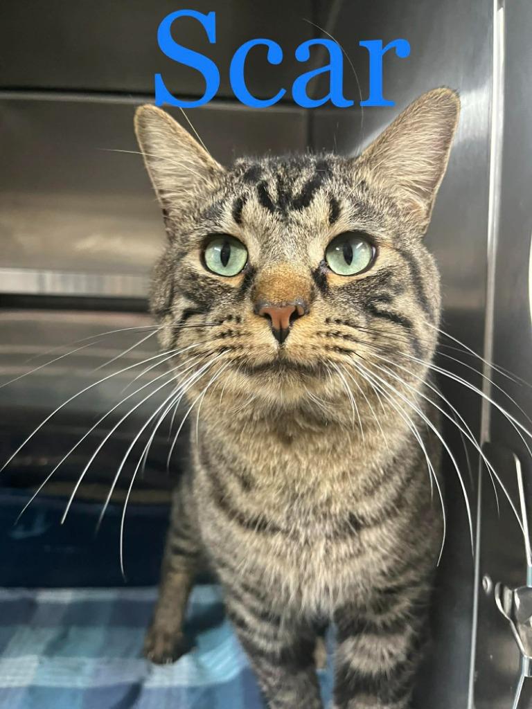 Scar, Adoptable, Adult Male Domestic Short Hair.