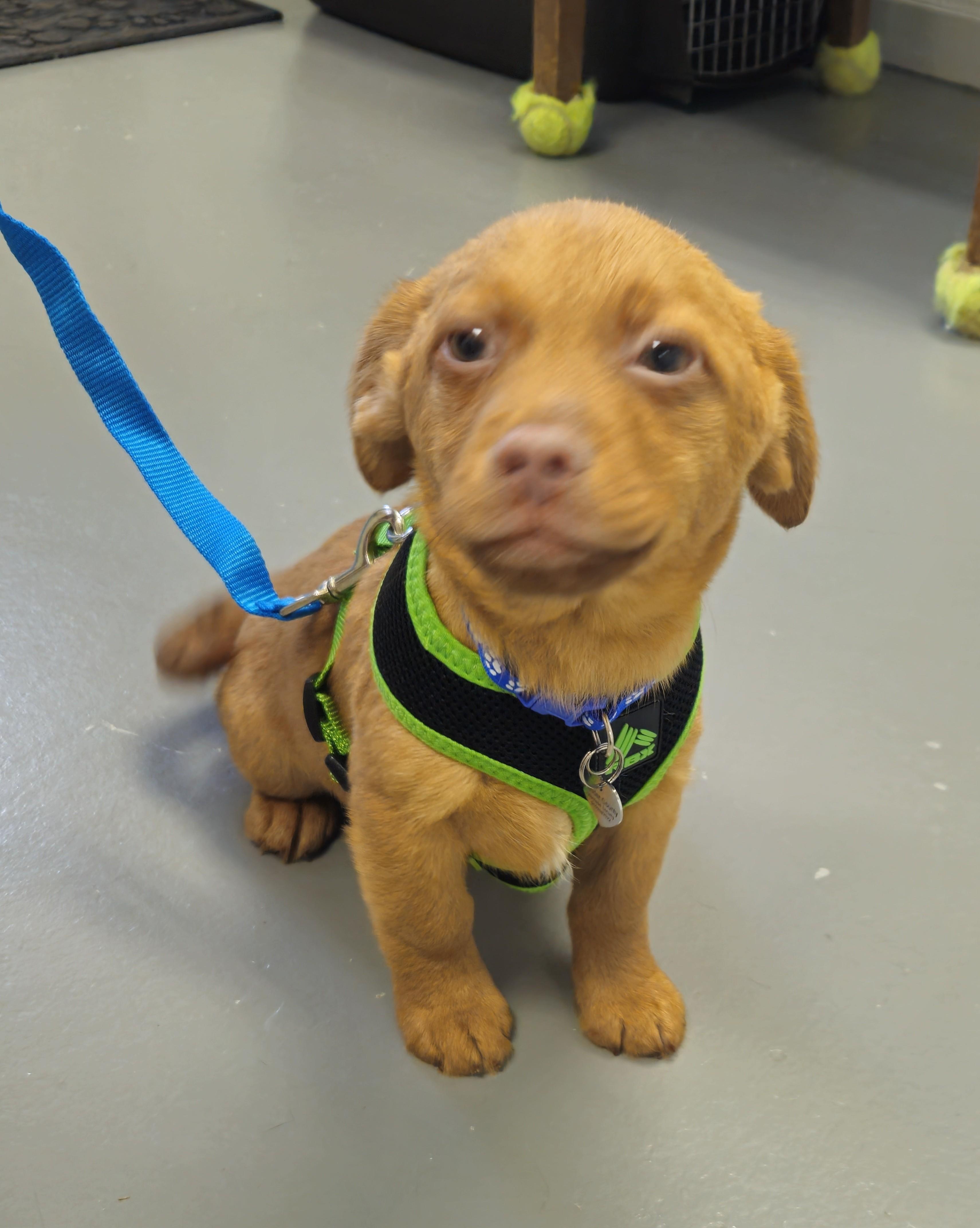 Beau, adopted, Puppy Male Chihuahua & Terrier.