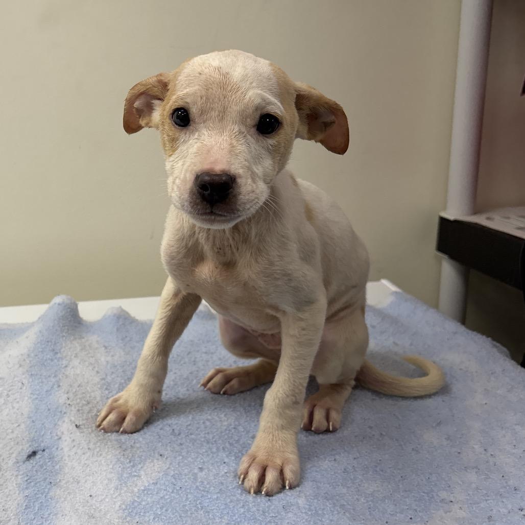 Enlarge Flounder, a Adoptable mixed breed in Galax, VA image 1/1