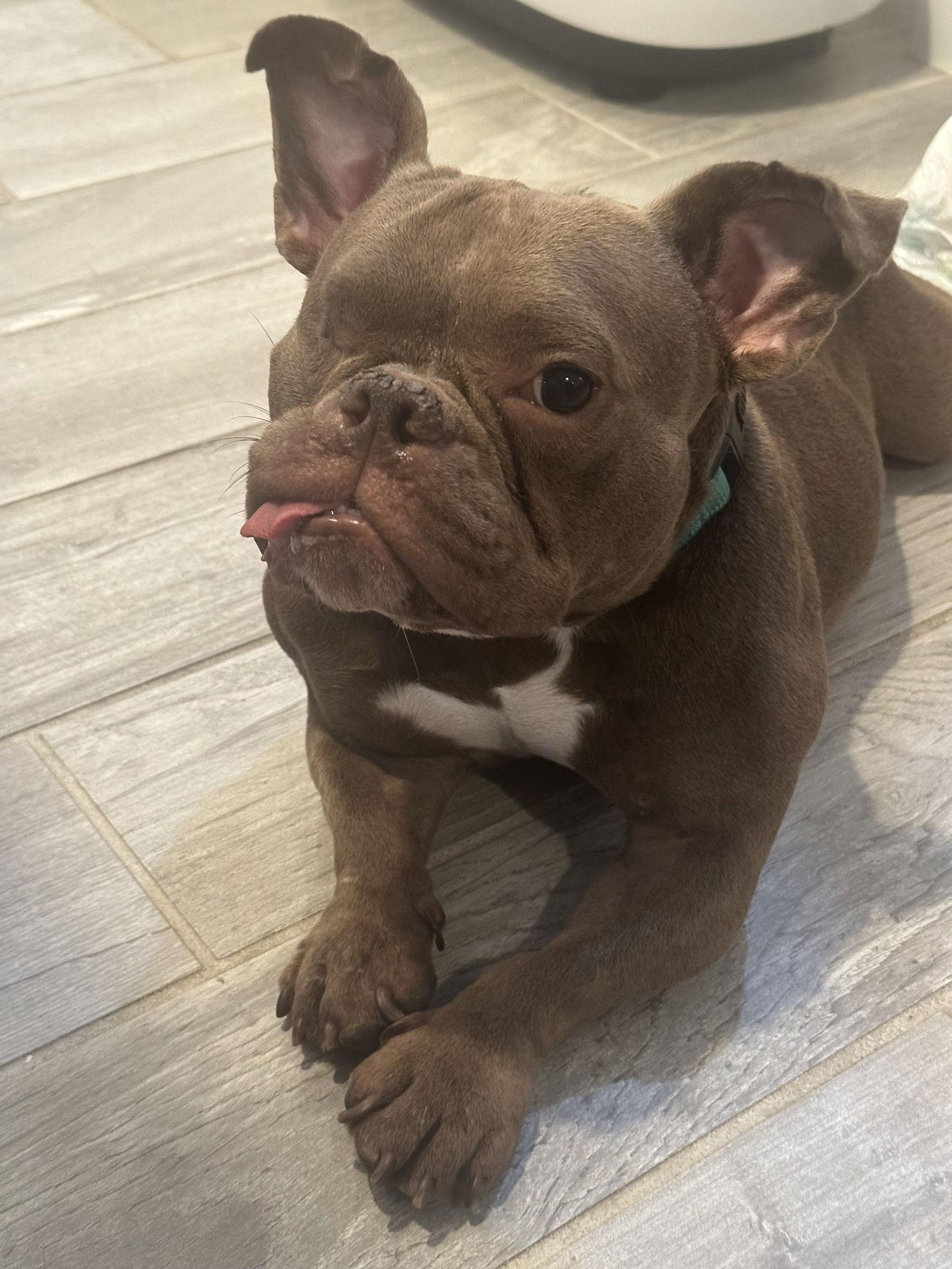 Penelope, Adoptable, Adult Female French Bulldog & American Bulldog.