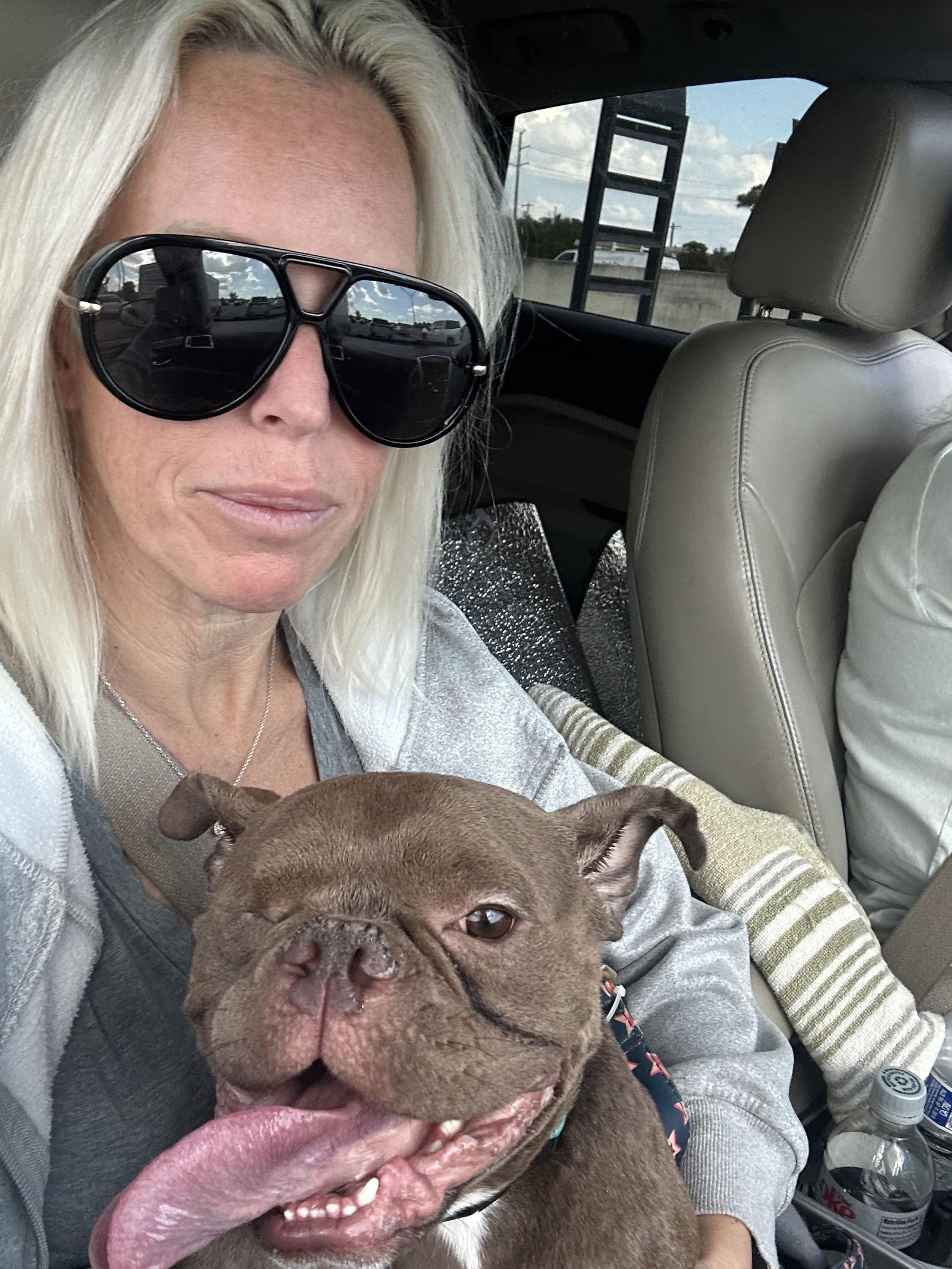 Penelope, Adoptable, Adult Female French Bulldog & American Bulldog.