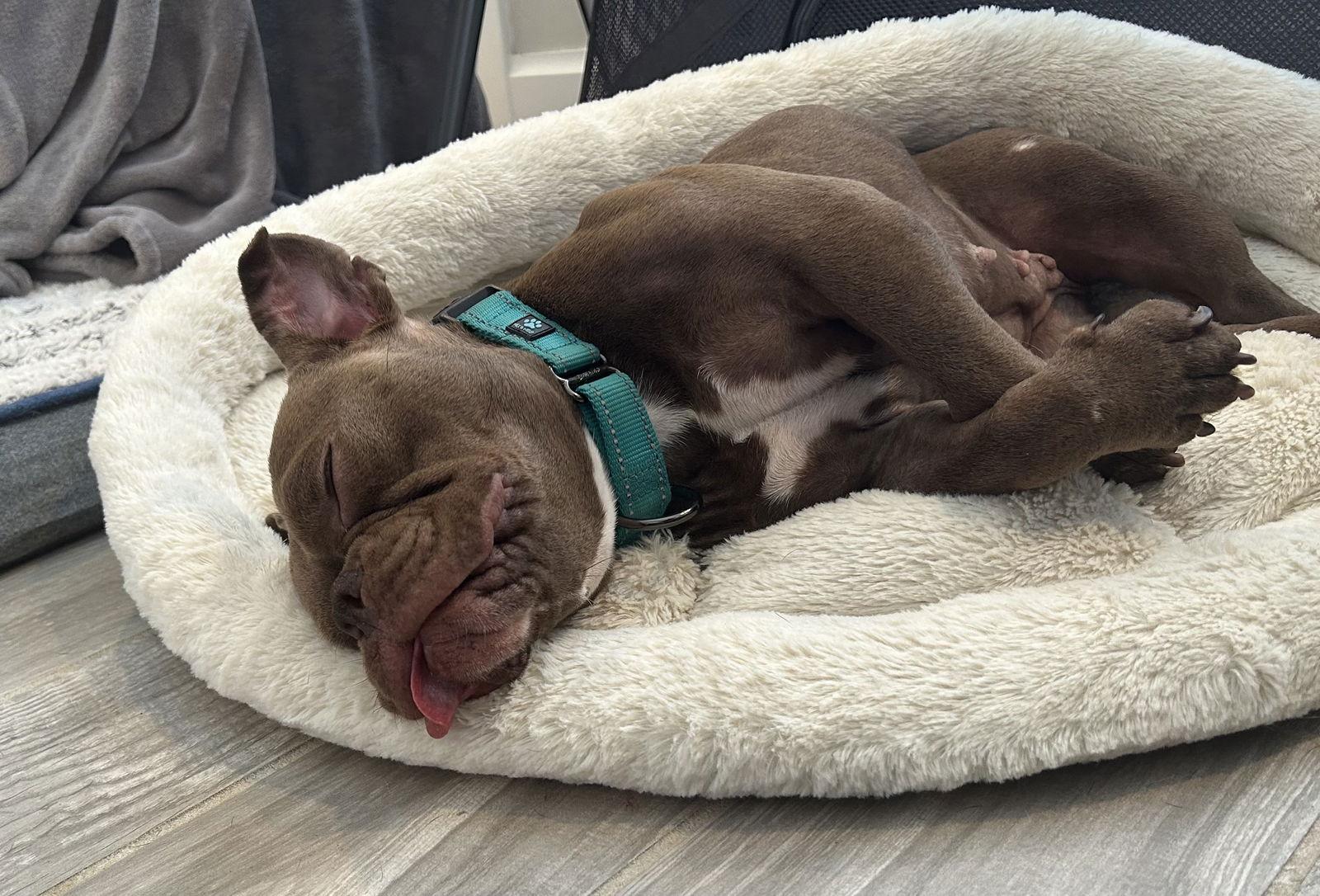 Enlarge Penelope, a Adopted mixed breed in Lighthouse Point, FL image 2/3