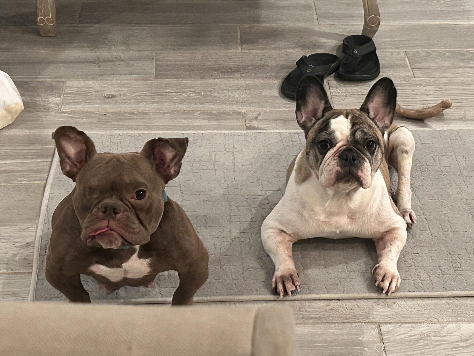 Penelope, Adoptable, Adult Female French Bulldog & American Bulldog.