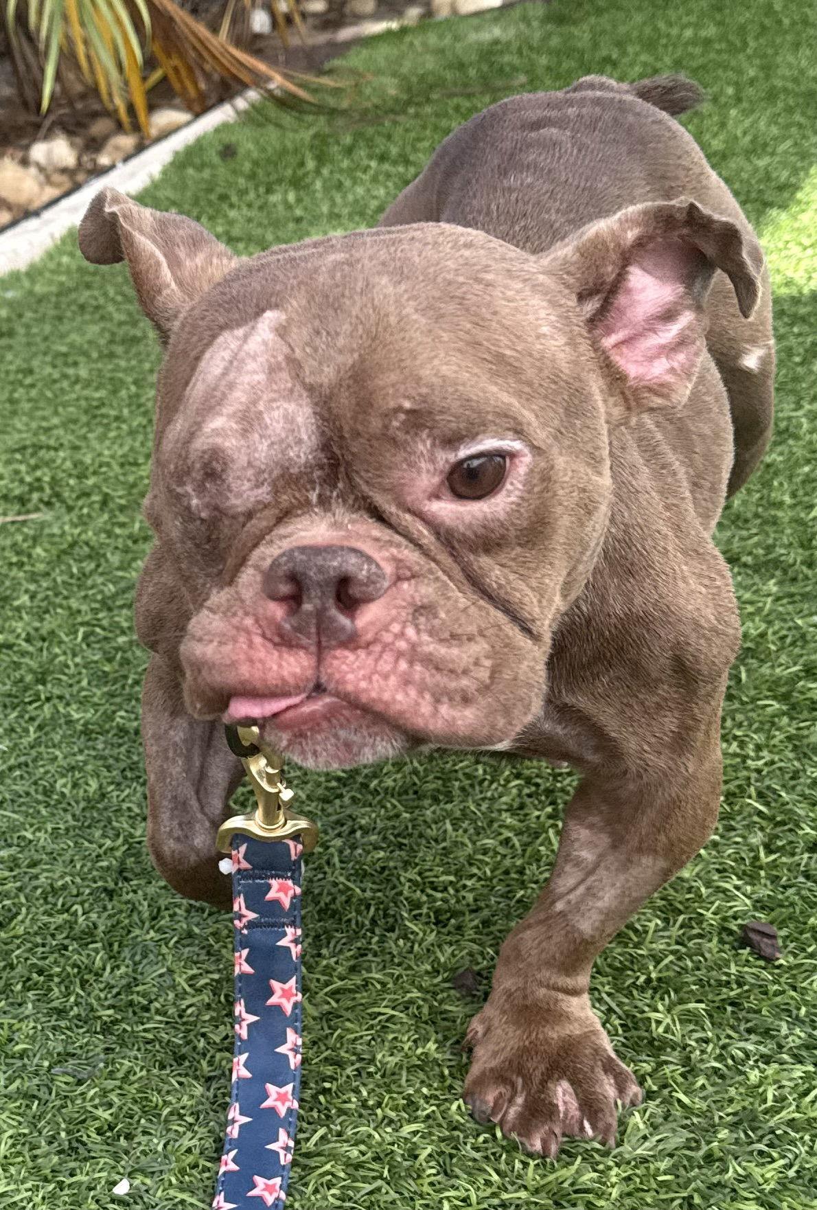 Enlarge Penelope, a Adoptable mixed breed in Lighthouse Point, FL image 3/3