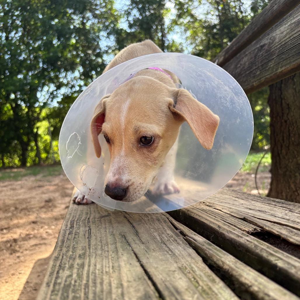 Turkey, Adoptable, Puppy Female Mixed Breed.