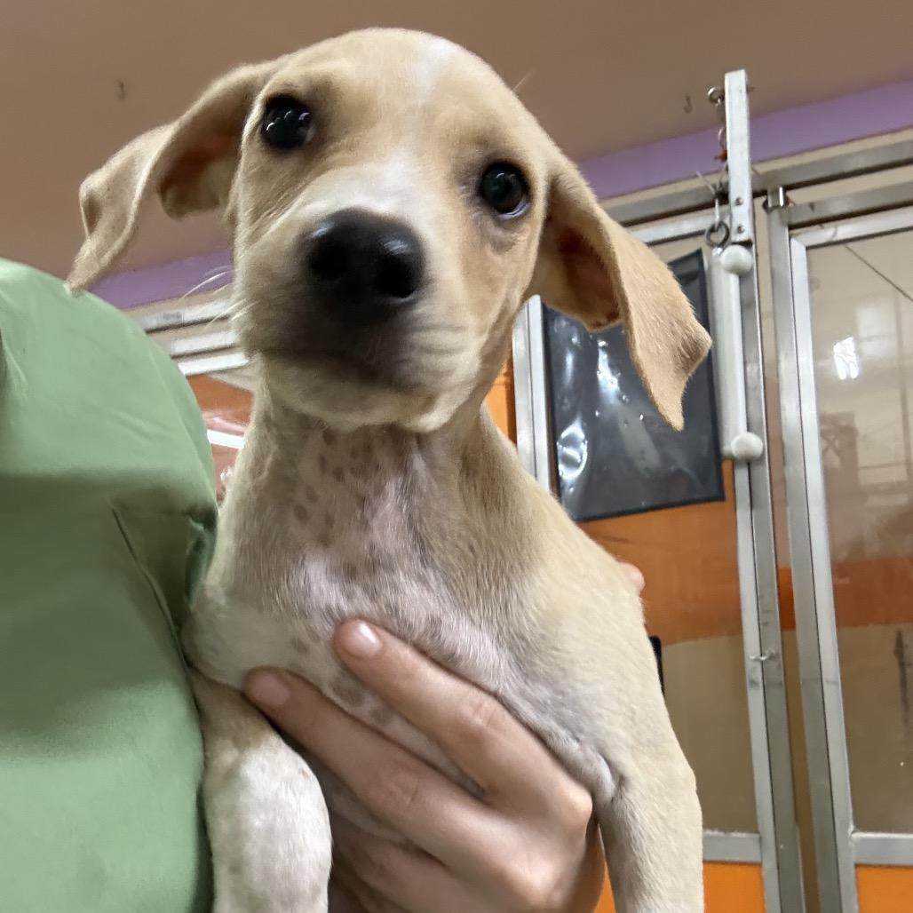 Turkey, a Adoptable Mixed Breed in Pensacola, FL image 2/2