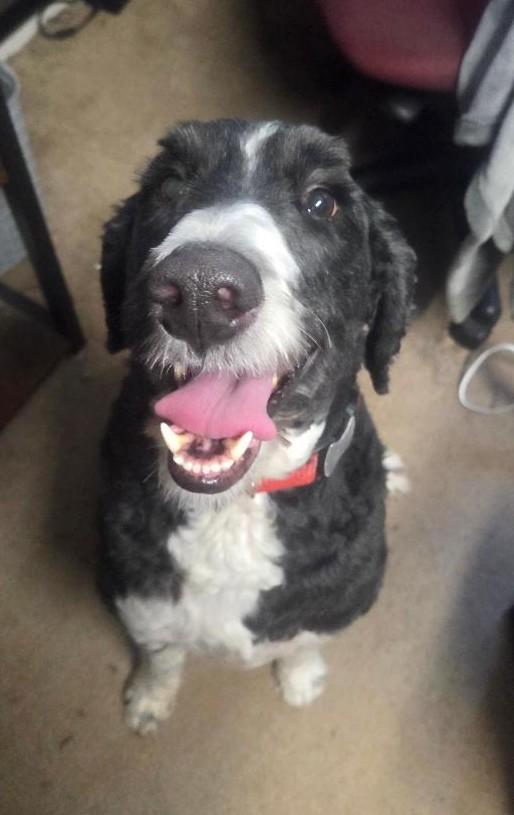 Ollie, a ADOPTABLE Bernadoodle in Salem, OR image 2/2